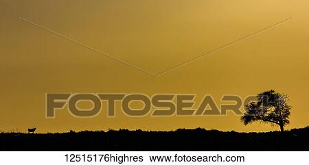 Silhouette of a tree and antelope with a golden sky; Sossusvlei, Hardap Region, Namibia View Large Photo Image Stock Photograph - Silhouette of a tree and antelope with a golden sky; Sossusvlei, Hardap Region, Namibia. Fotosearch