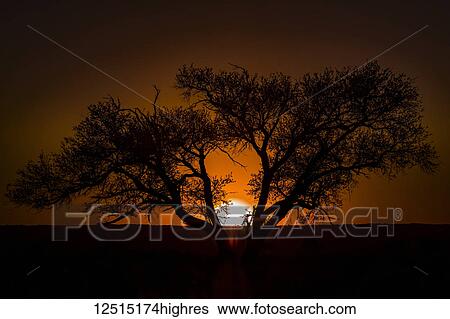 Silhouette of a tree with the glowing sunset sinking behind the horizon; Sossusvlei, Hardap Region, Namibia View Large Photo Image Stock Photograph - Silhouette of a tree with the glowing sunset sinking behind the horizon; Sossusvlei, Hardap Region, Namibia. Fotosearch
