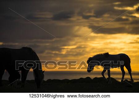 Stock Photograph - Silhouette of Icelandic horses at sunset, near Hofsos; Iceland. Fotosearch