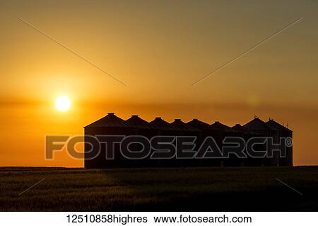 Silhouette of large metal grain bins at sunrise with an orange sun and an orange cast sky, East of Calgary; Alberta, Canada View Large Photo Image Stock Photograph - Silhouette of large metal grain bins at sunrise with an orange sun and an orange cast sky, East of Calgary; Alberta, Canada. Fotosearch
