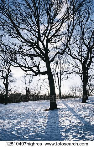 Stock Photograph - Silhouette of leafless trees in a snow covered field in Phalen park; Minnesota, United States of America. Fotosearch