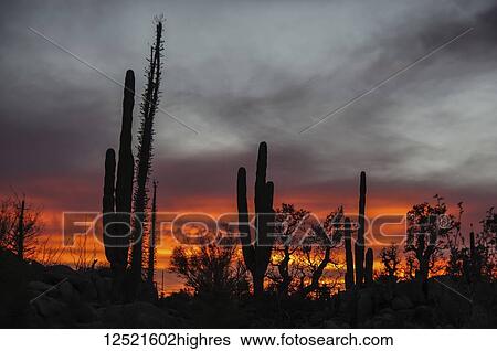 Stock Photograph - Silhouetted cactus plants in a glowing sunset; Catavina, Baja California, Mexico. Fotosearch