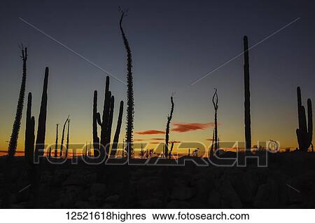 Stock Photograph - Silhouetted cactus plants in a glowing sunset; Catavina, Baja California, Mexico. Fotosearch