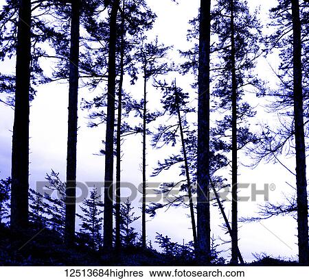Stock Photograph - Silhouetted old growth trees against a cloudy sky; Haida Gwaii, British Columbia, Canada. Fotosearch