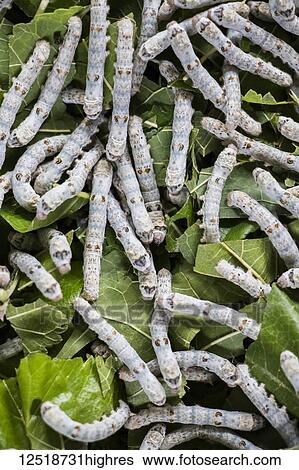 Stock Photograph - Silk worms at the Mulberry Silk Farm, Ban Li; Xiangkhouang, Laos. Fotosearch
