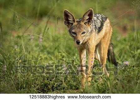 Stock Photograph - Silver-backed jackal (Canis mesomelas) stands in sunshine among flowers, Serengeti National Park; Tanzania. Fotosearch