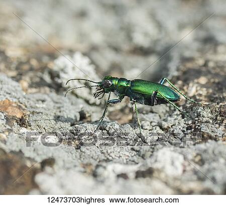 Stock Photograph - Six-Spotted Green Tiger Beetle (Cicindela sexguttata) walking on the ground; Ontario, Canada. Fotosearch