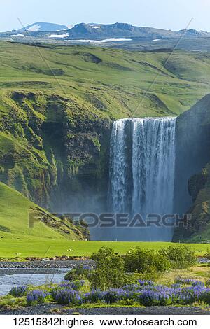 Skogafoss waterfall and a flock of sheep grazing in a pasture; Skoga, Iceland View Large Photo Image Stock Photograph - Skogafoss waterfall and a flock of sheep grazing in a pasture; Skoga, Iceland. Fotosearch