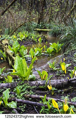 Stock Photograph - Skunk Cabbage (Lysichiton americanus) blooms at Colewort Creek; Astoria, Oregon, United States of America. Fotosearch