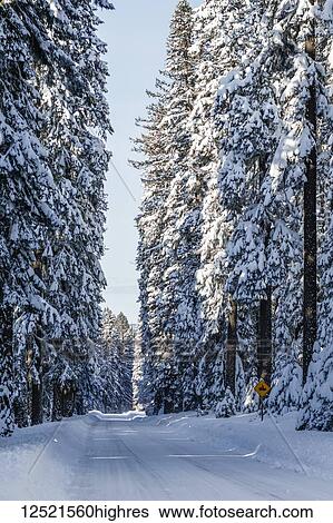 Snow covered road and trees; Ashland, Oregon, United States of America View Large Photo Image Stock Photograph - Snow covered road and trees; Ashland, Oregon, United States of America. Fotosearch