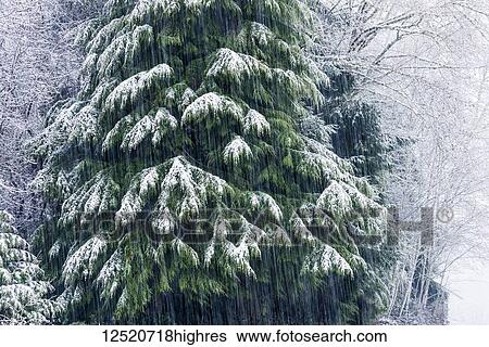 Stock Photograph - Snow falls on a Western Red Cedar tree (Thuja plicata); Astoria, Oregon, United States of America. Fotosearch