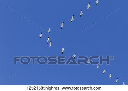 Stock Photograph - Snow geese (Anser caerulescens) in formation during migration, Klamath Basin National Wildlife Refuge; Merrill, Oregon, United States of America. Fotosearch