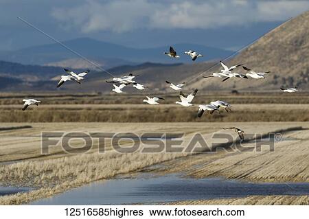 Snow geese (Anser caerulescens) migration in the Klamath Basin National Wildlife Refuge; Merrill, Oregon, United States of America View Large Photo Image Stock Photograph - Snow geese (Anser caerulescens) migration in the Klamath Basin National Wildlife Refuge; Merrill, Oregon, United States of America. Fotosearch