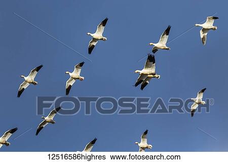 Snow geese (Anser caerulescens) migration in the Klamath Basin National Wildlife Refuge; Merrill, Oregon, United States of America View Large Photo Image Stock Photograph - Snow geese (Anser caerulescens) migration in the Klamath Basin National Wildlife Refuge; Merrill, Oregon, United States of America. Fotosearch