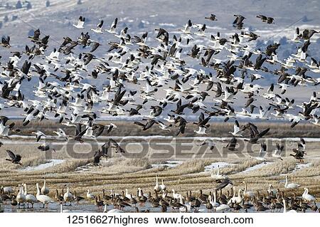 Snow geese (Anser caerulescens) migration, Lower Klamath National Wildlife Refuge; California, United States of America View Large Photo Image Stock Photograph - Snow geese (Anser caerulescens) migration, Lower Klamath National Wildlife Refuge; California, United States of America. Fotosearch