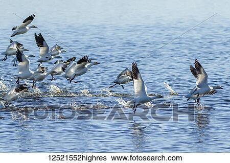Snow geese (Anser caerulescens) migration in the Klamath Basin National Wildlife Refuge; Merrill, Oregon, United States of America View Large Photo Image Stock Photograph - Snow geese (Anser caerulescens) migration in the Klamath Basin National Wildlife Refuge; Merrill, Oregon, United States of America. Fotosearch