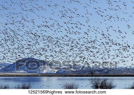 Snow geese (Anser caerulescens) migration in the Klamath Basin National Wildlife Refuge; Merrill, Oregon, United States of America View Large Photo Image Stock Photograph - Snow geese (Anser caerulescens) migration in the Klamath Basin National Wildlife Refuge; Merrill, Oregon, United States of America. Fotosearch