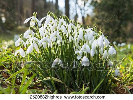 Stock Photograph - Snowdrop (Galanthus) in bloom; Howick, Northumberland, England. Fotosearch