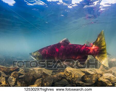 Stock Photograph - Sockeye Salmon, also known as Red Salmon (Oncorhynchus nerka), preparing to beach spawn in Eyak Lake, near Cordova, Alaska during the summer; Alaska, United States of America. Fotosearch