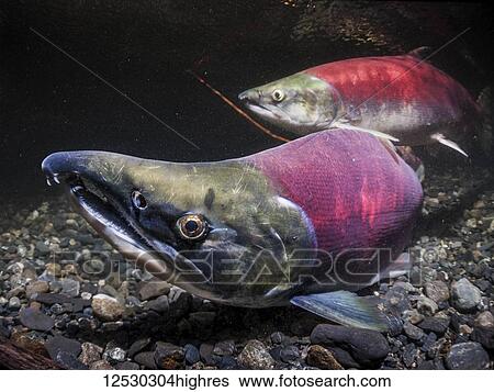 Stock Photograph - Sockeye Salmon, also known as Red Salmon (Oncorhynchus nerka), spawning pair in an Alaskan stream during the summer; Alaska, United States of America. Fotosearch