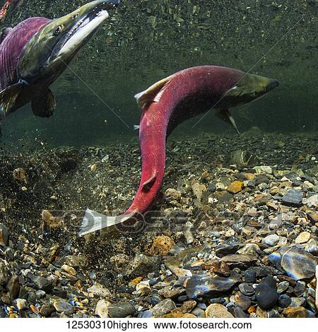Sockeye Salmon (also known as Red Salmon, Oncorhynchus nerka) female excavating her redd while the male guards in an Alaskan stream during the summer; Alaska, United States of America View Large Photo Image Stock Photograph - Sockeye Salmon (also known as Red Salmon, Oncorhynchus nerka) female excavating her redd while the male guards in an Alaskan stream during the summer; Alaska, United States of America. Fotosearch