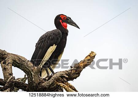 Stock Photograph - Southern ground hornbill (Bucorvus leadbeateri) on twisted dead branch, Tarangire National Park; Tanzania. Fotosearch