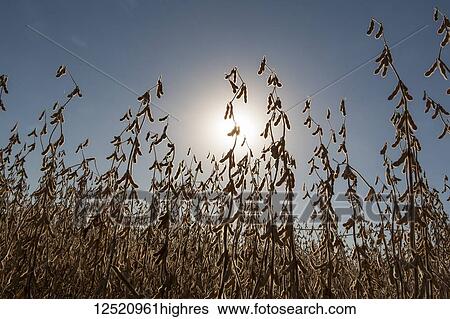 Stock Photograph - Soybean field ready for harvest, near Nerstrand; Minnesota, United States of America. Fotosearch