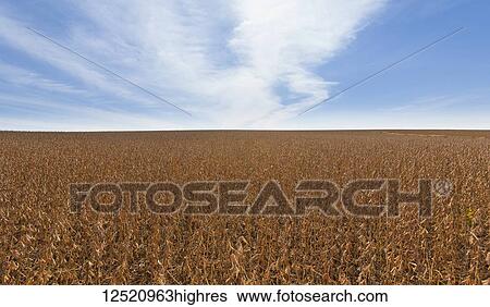 Soybean field ready for harvest, near Nerstrand; Minnesota, United States of America View Large Photo Image Stock Photograph - Soybean field ready for harvest, near Nerstrand; Minnesota, United States of America. Fotosearch