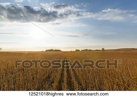 Soybean field ready for harvest, near Nerstrand; Minnesota, United States of America View Large Photo Image Stock Photograph - Soybean field ready for harvest, near Nerstrand; Minnesota, United States of America. Fotosearch