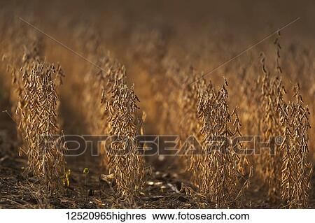 Stock Photograph - Soybean (Glycine max) field ready for harvest; Minnesota, United States of America. Fotosearch