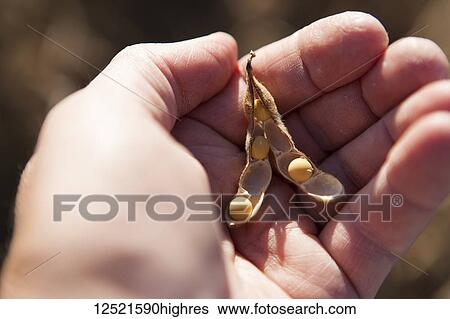 Soybeans and seed pod in farmer's hand, soybean harvest scene, near Nerstrand; Minnesota, United States of America View Large Photo Image Stock Photograph - Soybeans and seed pod in farmer's hand, soybean harvest scene, near Nerstrand; Minnesota, United States of America. Fotosearch