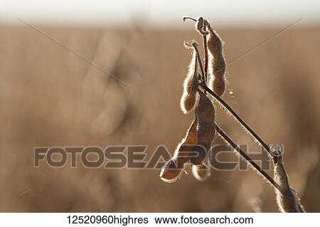 Soybeans (Glycine max) ready for harvest; Minnesota, United States of America View Large Photo Image Stock Photograph - Soybeans (Glycine max) ready for harvest; Minnesota, United States of America. Fotosearch