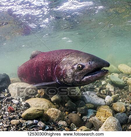Spawning female Chinook Salmon (also known as King Salmon, Oncorhynchus tshawytscha) in a tributary of the Copper River, Alaska during the summer; Alaska, United States of America View Large Photo Image Stock Photograph - Spawning female Chinook Salmon (also known as King Salmon, Oncorhynchus tshawytscha) in a tributary of the Copper River, Alaska during the summer; Alaska, United States of America. Fotosearch
