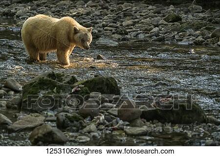 Stock Photograph - Spirit Bear, or Kermode Bear, (Ursus americanus kermodei) walking in a stream in the Great Bear Rainforest; Hartley Bay, British Columbia, Canada. Fotosearch