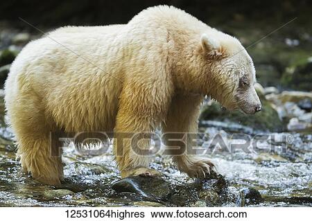 Stock Photograph - Spirit Bear, or Kermode Bear (Ursus americanus kermodei) in the Great Bear Rainforest; Hartley Bay, British Columbia, Canada. Fotosearch