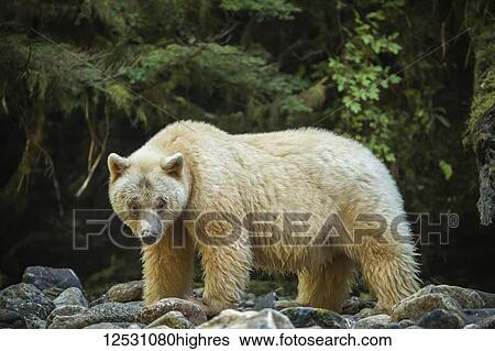 Stock Photograph - Spirit Bear, or Kermode Bear (Ursus americanus kermodei) fishing in the Great Bear Rainforest; Hartley Bay, British Columbia, Canada. Fotosearch