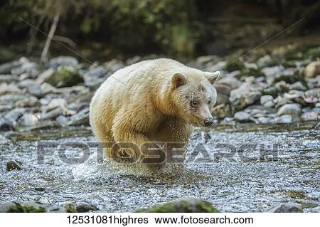 Spirit Bear, or Kermode Bear (Ursus americanus kermodei) fishing in the Great Bear Rainforest; Hartley Bay, British Columbia, Canada View Large Photo Image Stock Photograph - Spirit Bear, or Kermode Bear (Ursus americanus kermodei) fishing in the Great Bear Rainforest; Hartley Bay, British Columbia, Canada. Fotosearch