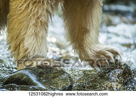 Spirit Bear, or Kermode Bear (Ursus americanus kermodei) fishing in the Great Bear Rainforest; Hartley Bay, British Columbia, Canada View Large Photo Image Stock Photograph - Spirit Bear, or Kermode Bear (Ursus americanus kermodei) fishing in the Great Bear Rainforest; Hartley Bay, British Columbia, Canada. Fotosearch