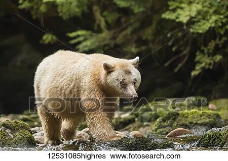 Spirit Bear, or Kermode Bear (Ursus americanus kermodei) fishing in the Great Bear Rainforest; Hartley Bay, British Columbia, Canada View Large Photo Image Stock Photograph - Spirit Bear, or Kermode Bear (Ursus americanus kermodei) fishing in the Great Bear Rainforest; Hartley Bay, British Columbia, Canada. Fotosearch