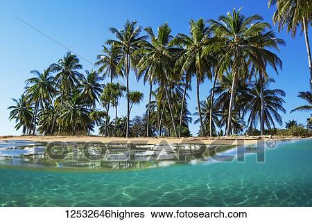 Split view with beach and palm trees; Lanai, Hawaii, United States of America View Large Photo Image Stock Photograph - Split view with beach and palm trees; Lanai, Hawaii, United States of America. Fotosearch