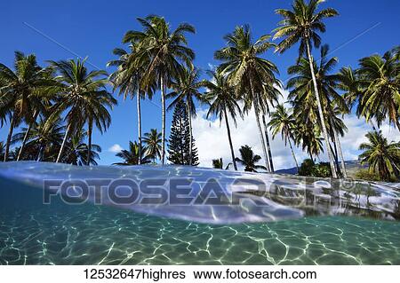 Split view with ocean and palm trees; Lanai, Hawaii, United States of America View Large Photo Image Stock Photograph - Split view with ocean and palm trees; Lanai, Hawaii, United States of America. Fotosearch