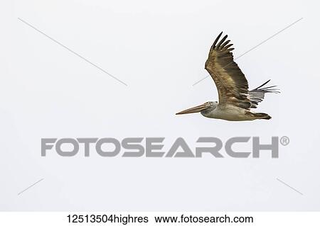 Spot-billed Pelican (Pelecanus philippensis) in flight, Lake Pearang; Siem Reap, Cambodia View Large Photo Image Stock Photograph - Spot-billed Pelican (Pelecanus philippensis) in flight, Lake Pearang; Siem Reap, Cambodia. Fotosearch