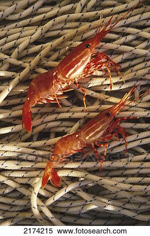 Spot Prawns On Coiled Rope Southeast Alaska Portrait View Large Photo Image Stock Photography - Spot Prawns On Coiled Rope Southeast Alaska Portrait. Fotosearch