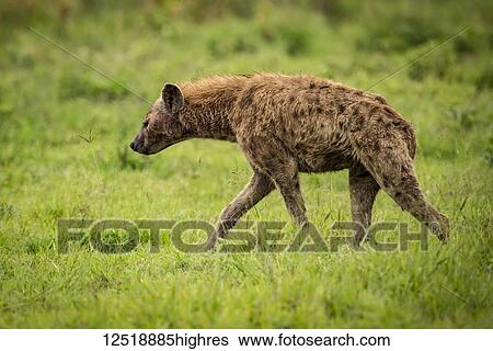 Stock Photograph - Spotted hyena (Crocuta crocuta) walks through grassland in profile, Ngorongoro Crater; Tanzania. Fotosearch