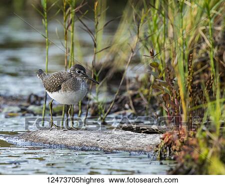Spotted Sandpiper (Actitis macularia) walking on a log in the water along the shore of a lake; Redbridge, Ontario, Canada View Large Photo Image Stock Photograph - Spotted Sandpiper (Actitis macularia) walking on a log in the water along the shore of a lake; Redbridge, Ontario, Canada. Fotosearch