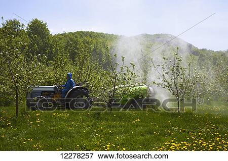 Stock Photo - Spraying an apple orchard; St. Paul D'abbotsford, Quebec, Canada. Fotosearch