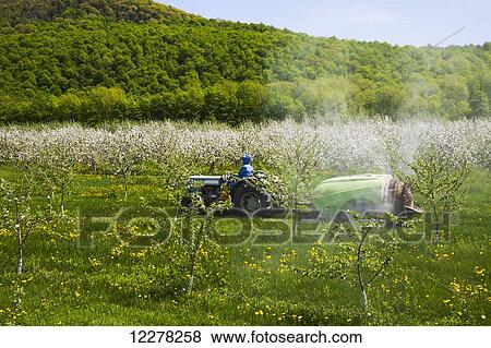 Spraying an apple orchard; St. Paul D'abbotsford, Quebec, Canada View Large Photo Image Stock Photo - Spraying an apple orchard; St. Paul D'abbotsford, Quebec, Canada. Fotosearch