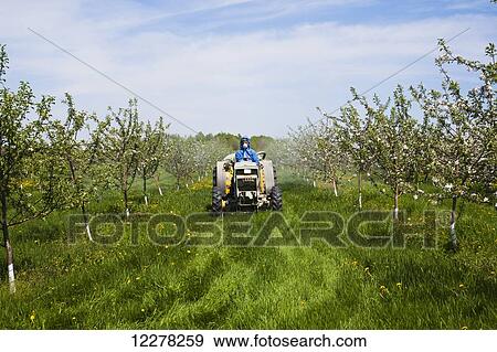 Spraying an apple orchard; St. Paul D'abbotsford, Quebec, Canada View Large Photo Image Stock Photo - Spraying an apple orchard; St. Paul D'abbotsford, Quebec, Canada. Fotosearch