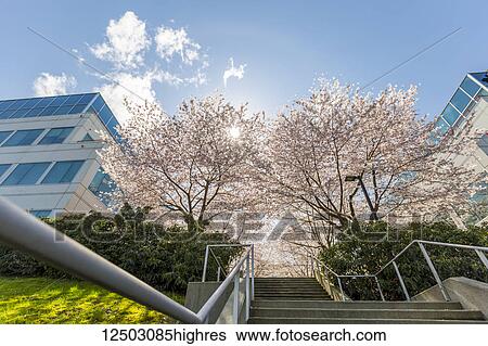 Stock Photograph - Spring blossom cherry trees in full bloom line this concrete set of steps and walkway at an office building complex with stairs leading up the path towards the sunlight through the trees; Vancouver, British Columbia, Canada. Fotosearch