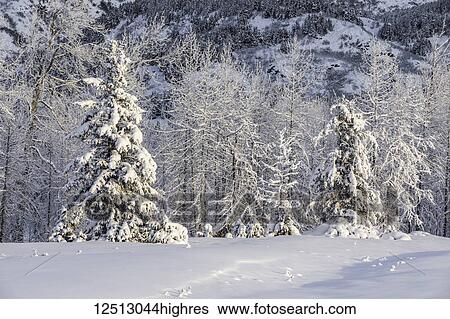 Spruce trees covered in fresh snow in front of a birch tree forest blanketed in white snow warmed by the setting sun, Turnagain Pass, Kenai Peninsula, South-central Alaska; Alaska, United States of America View Large Photo Image Stock Photograph - Spruce trees covered in fresh snow in front of a birch tree forest blanketed in white snow warmed by the setting sun, Turnagain Pass, Kenai Peninsula, South-central Alaska; Alaska, United States of America. Fotosearch